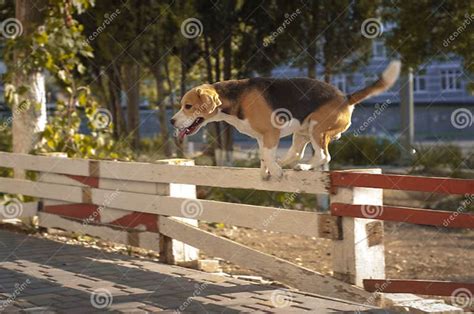 Happy Beagle Dog Jumping Over Fence In The City Stock Image Image Of