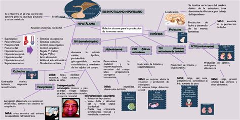 Mapa Conceptual Eje Hipotalamo Hipofisiario Histolog A Unfv Studocu