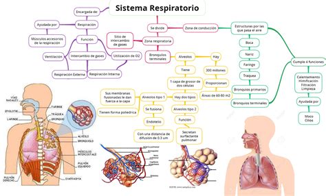 Solution Fisioanatomia Del Sistema Respiratorio Mapa Conceptual Sexiz Pix