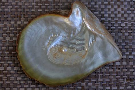 Australian South Sea Pearl Inside An Oyster Stock Photo Image Of