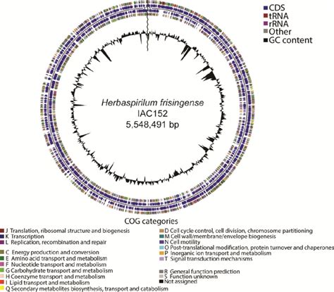 Graphical Circular Genome Map Of Herbaspirillum Frisingense Strain