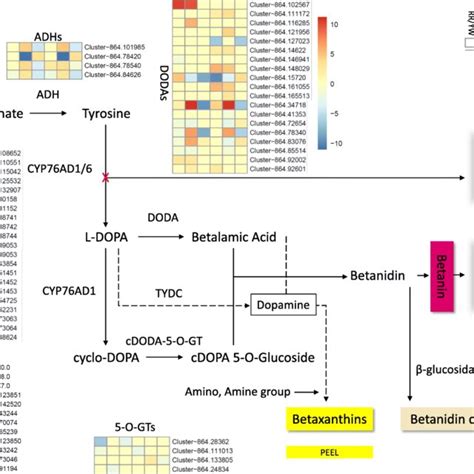 Betalain Biosynthesis Pathway And Tyrosine Biosynthesis From