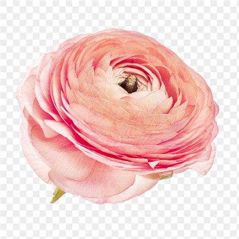 Blooming Pink Ranunculus Flower Transparent Premium Png Sticker