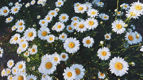 Daisy Desktop Wallpapers - Top Free Daisy Desktop Backgrounds ...