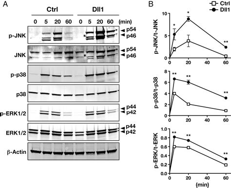 Figure From Notch Signaling Enhances Fc Ri Mediated Cytokine