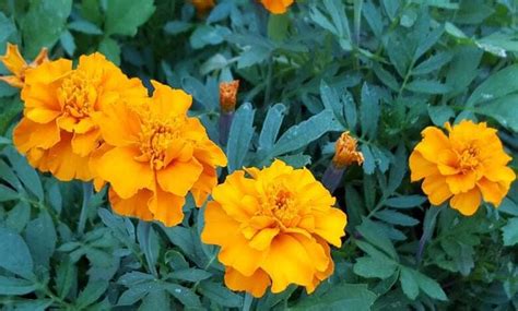 Тагетис | Plants, Garden