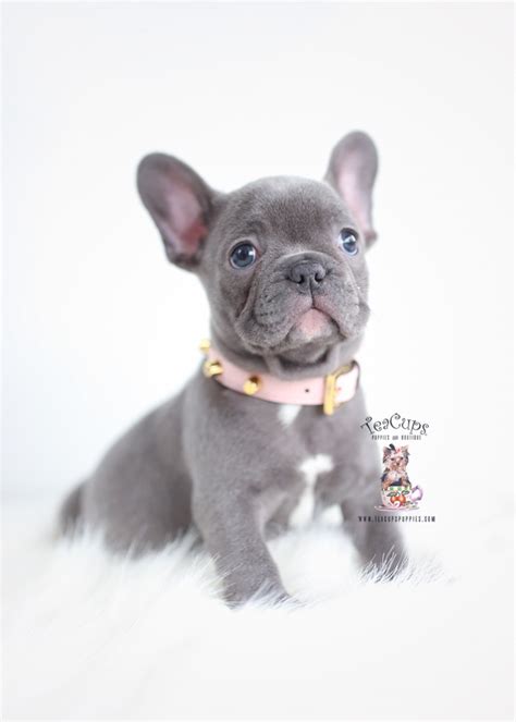 Blue French Bulldog Puppies | Teacup Puppies & Boutique