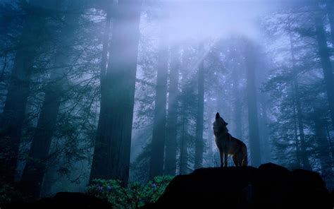 Forests Nature Howling Wolf Wolves Wolf Forest 720P Art Howling