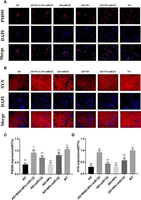 Frontiers Intranasal Delivery Of Targeted Nanoparticles Loaded With