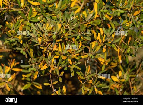 Disease In The Olive Tree Olive Leaf Spot Is A Fungus With The Scientific Name Spilocea