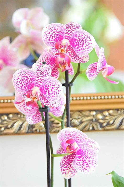 14 Best Feng Shui Plants for Your Home