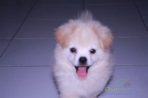 Dunia Anjing | Jual Anjing Lainnya / Mix Breed - Pom Mix Peking