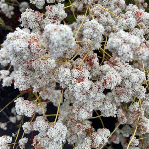 California Buckwheat | C&J Gardening Center