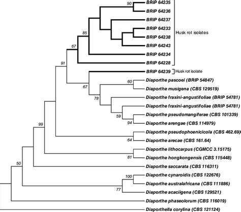 Maximum Parsimony Phylogram Of Diaporthe Isolates Obtained From