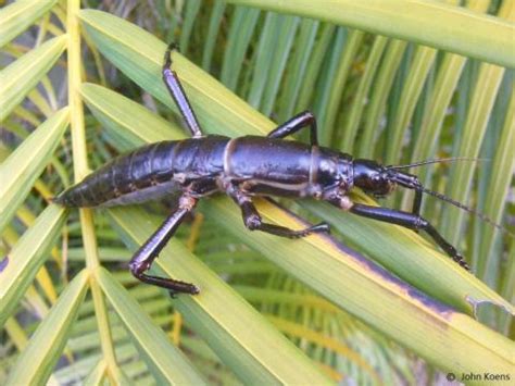 Dryococelus australis (Montrouzier, 1855) | Phasmatodea