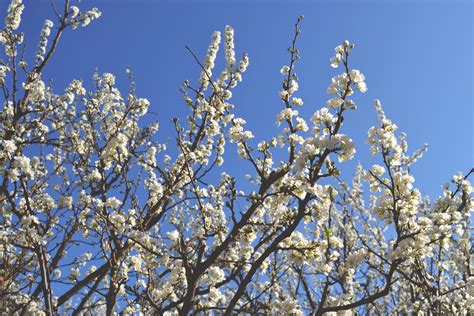 Kostenlose Foto Baum Ast Bl Hen Schnee Winter Himmel Blatt