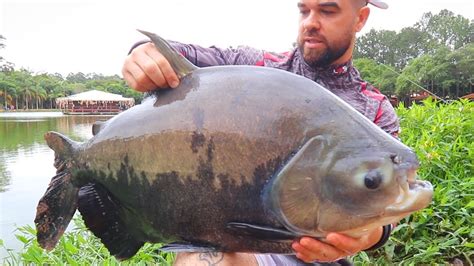 AQUI OS PEIXES BRIGAM DEMAIS PESCANDO DE FINAL DE SEMANA YouTube