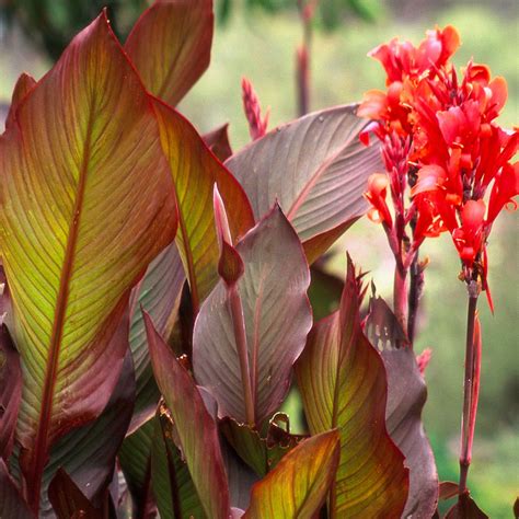 Canna Bulbs By Flagpole Cheap Sale Dakora Co