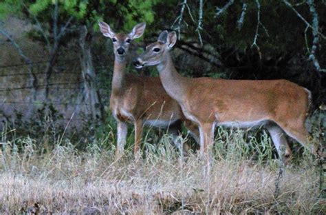 Watching Deer – Bowhunting.Net