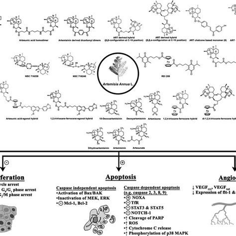 Scheme 2 Total Synthesis Of Artemisinin By Xu Et Al Download