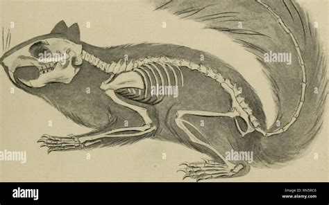 Squirrel Skeleton Diagram