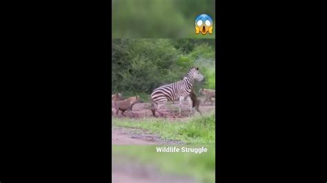 SAVAGE!! Hyenas Eat a Zebra Alive While It Tries To Escape #shorts #