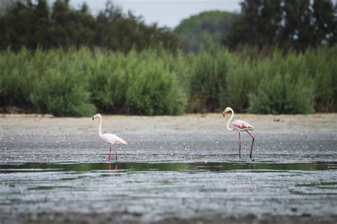 Doñana loses its last permanent pond Santa Olalla dries up for the