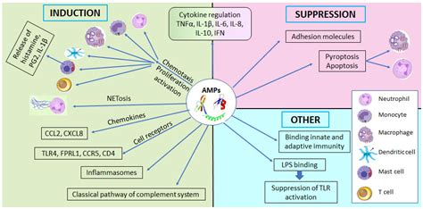 Jcm Free Full Text Antimicrobial Peptides In Early Life Host