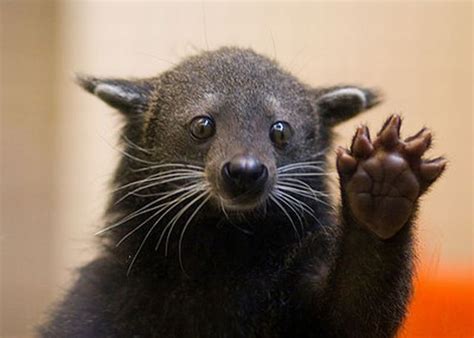 Смешные и забавные животные | Cute animals, Funny animals, Animals wild