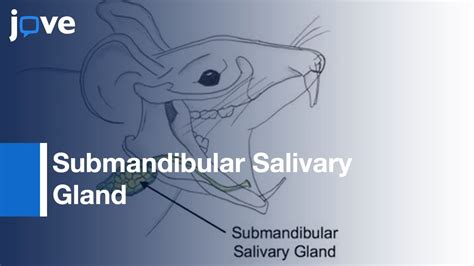 Submandibular Salivary Gland Cannulation Via Wharton S Duct Protocol