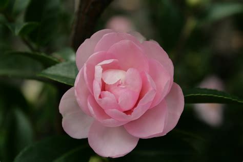 Standard Camellia Sasanqua Jean May 250mm Pot Dawsons Garden World