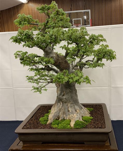 Top Bonsai Tree Sacramento Of The Decade Check It Out Now Leafyzen