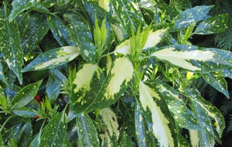 Long Leaved Spotted Laurel (Aucuba Japonica) Growing & Care Guide for ...