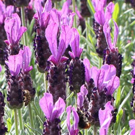 Lavender La Diva Big Night Hardy Spanish Lavender Sugar Creek Gardens