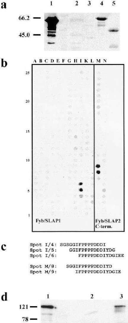 Figure From Fyn Binding Protein Fyb Slp Associated Protein Slap