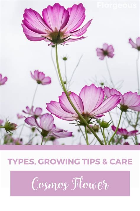 Cosmos Flower Guide: Types, Growing Tips & Care | Blooms of Elegance