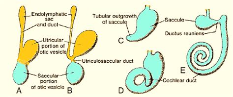 Embryology Of Ear