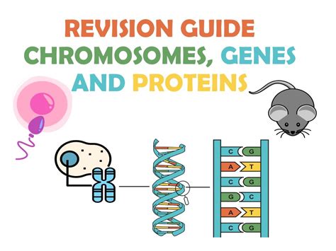 Inheritance GCSE REVISION GUIDE Teaching Resources