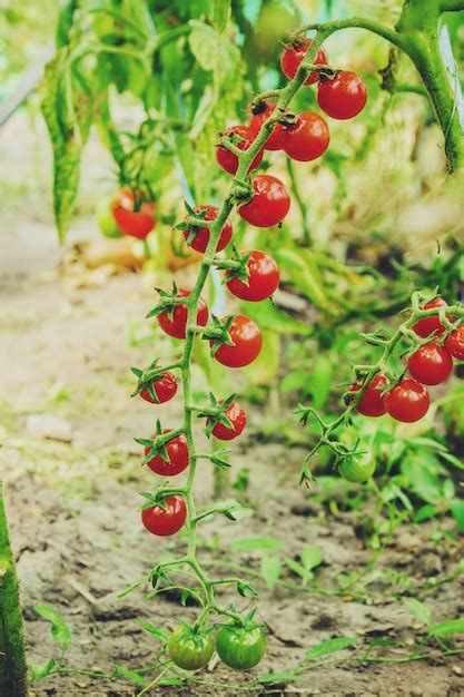 Premium Photo Tomatoes On A Branch Ripe Red Selective Focus