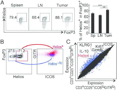 Intratumoral CD4 Tregs Display Increased Suppressive Phenotype A