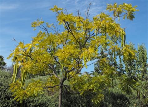 Cassia Leptophylla Useful Tropical Plants