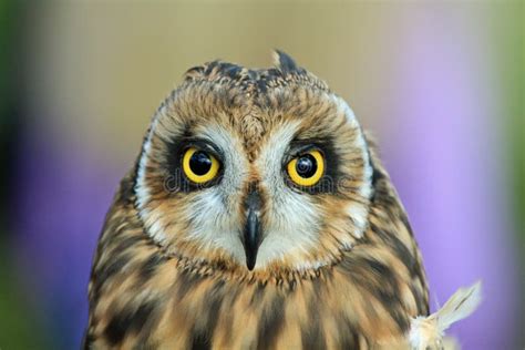 Eule Mit Den Großen Gelben Augen Auf Gras Stehen Stockbild Bild