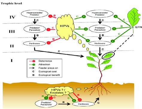 Potential interactions of plants with higher trophic levels via ...