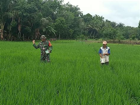 Bantu Pupuk Padi Upaya Babinsa Bapakas Dukung Ketahanan Pangan Di