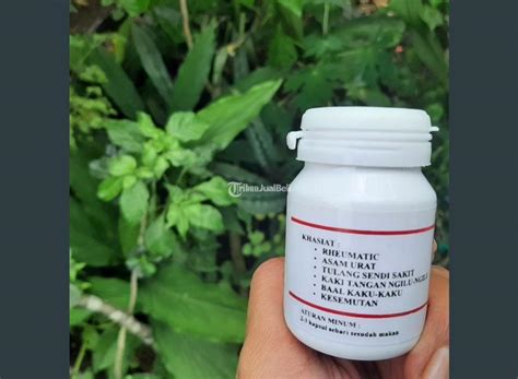 Obat Asam Urat Rematik Altis Di Jakarta Utara Tribun Jualbeli