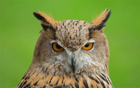 Eurasian Eagle Owl Animal Corner