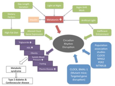 Figure 1 From Disruption Of Circadian Rhythm Increases The Risk Of Cancer Metabolic Syndrome