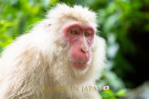 Japanese Macaque - their Battles - Blain Harasymiw Photography