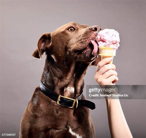 164 Dog Lick Ice Cream Stock Photos, High-Res Pictures, and Images - Getty Images