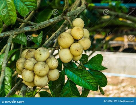 Lansium Parasiticum or Southern Langsat Longkong on Tree. Stock Image ...